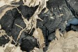 Polished Petrified Wood (Schinoxylon) End-Cut - Wyoming #186030-1